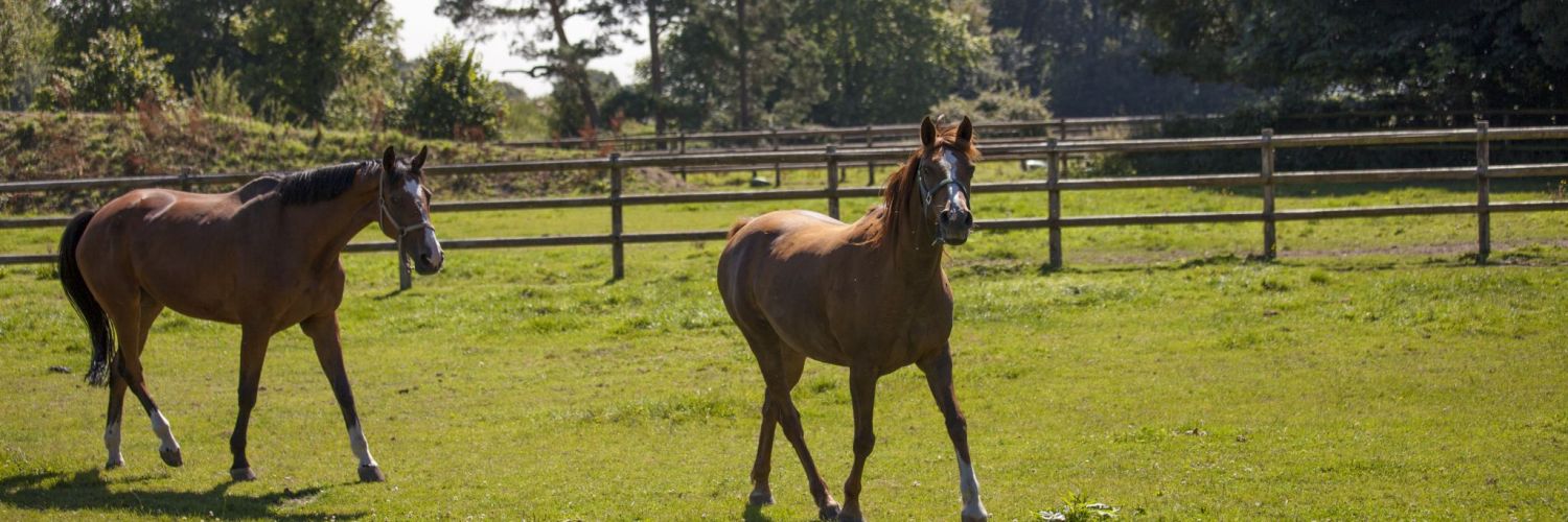 cloture bois pour chevaux