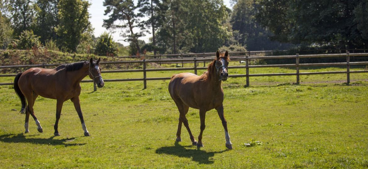 cloture bois pour chevaux