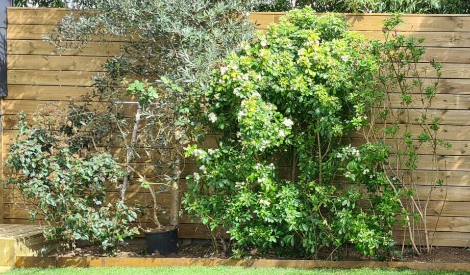 Jardin avec pelouse et haie en bois.