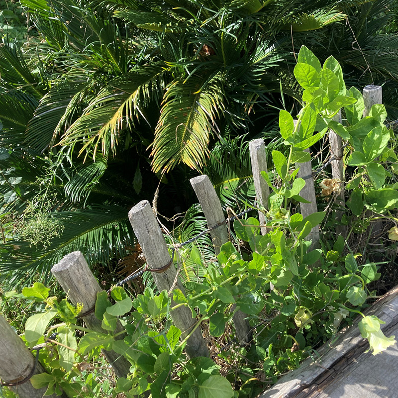 Clôture en bois et feuillage luxuriant