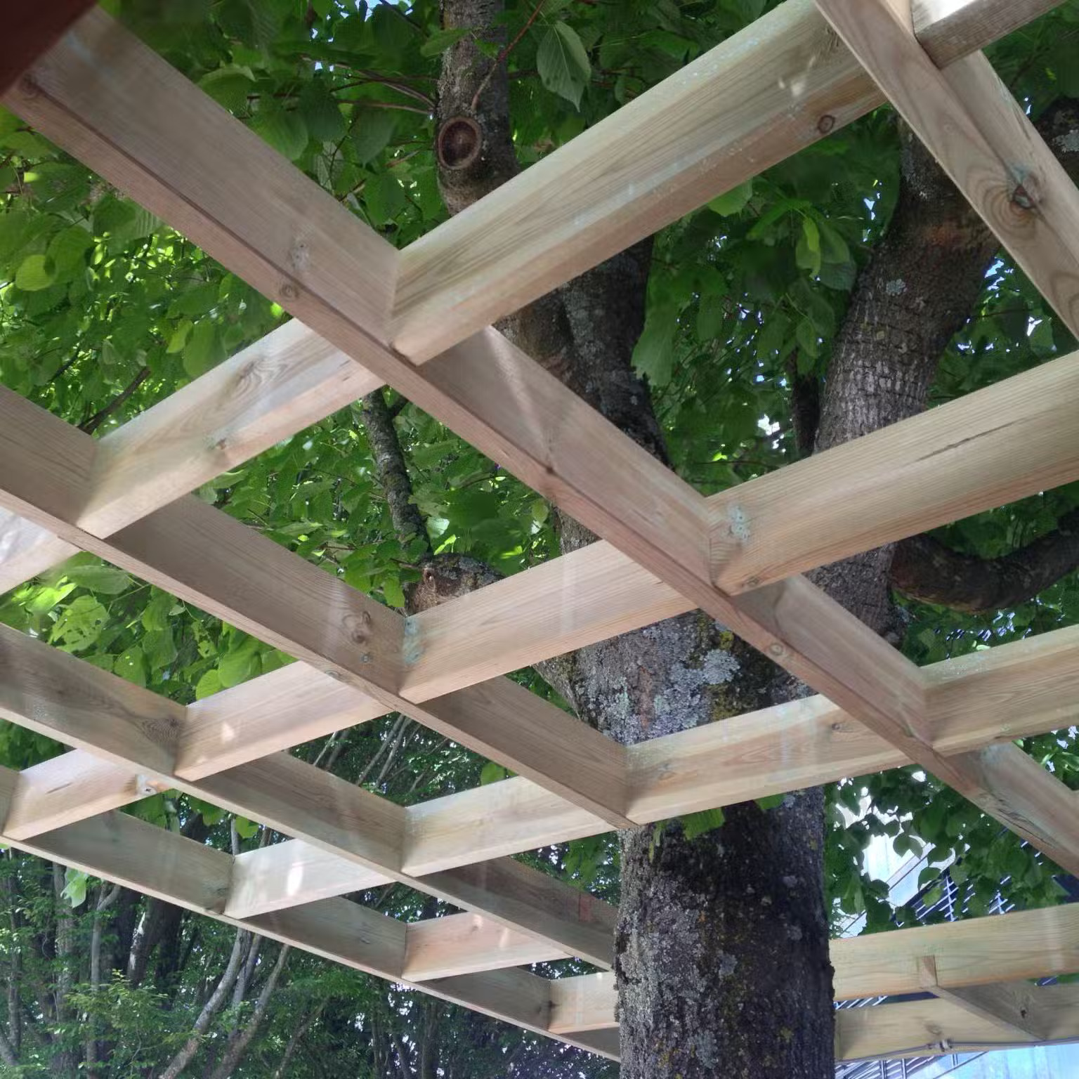 Treillis en bois autour d'un arbre vert.